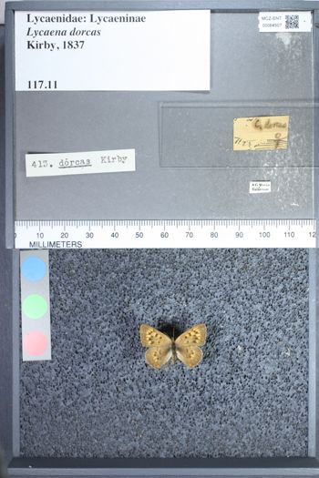 Media type: image;   Entomology 64507